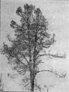 Knobcone Pine, Pinus attenuata