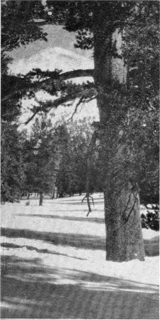Lodgepole Pine, Pinus contorta