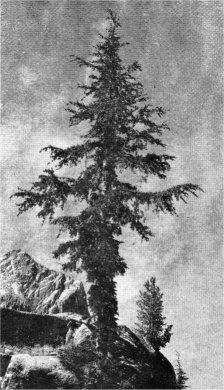 Mountain Hemlock, Tsuga mertensiana