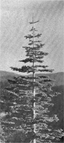 Red Fir, Abies magnifica