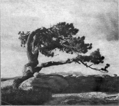 Jeffrey Pine on Sentinel Dome, Yosemite National Park