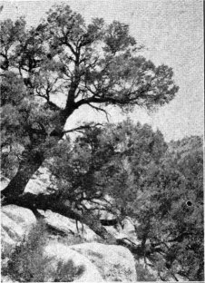 Single-leaf Pine, Pinus monophylla