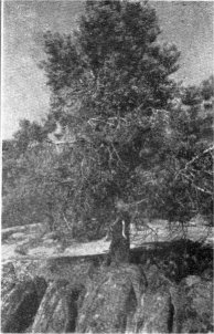 Single-leaf Pine, Pinus monophylla