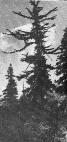 Sugar Pine, Pinus lambertiana