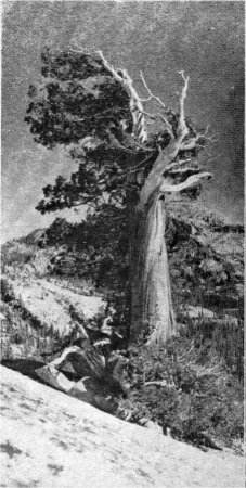 Western Juniper, Juniperus occidentalis