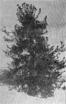 Western White Pine, Pinus monticola