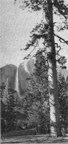 Western Yellow Pine, Pinus ponderosa