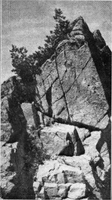 White-bark Pine, Pinus albicaulis
