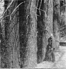 White Fir, Abies concolor