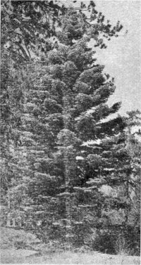 White Fir, Abies concolor