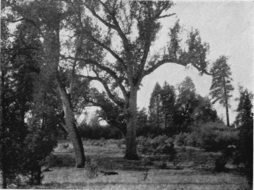 The Foothills Country. ''Ah-ha'-le went on a little farther and for the first time in his life saw trees, and found the country dry and good to look at.''
