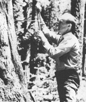 Richard (Dick) Hartesveldt coring a giant Sequoia tree