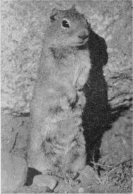 squirrel