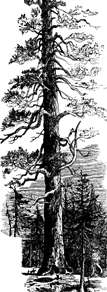 BIG TREE