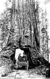 TUNNELLED TREE
