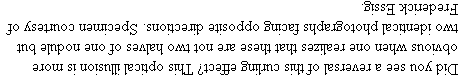 [Upside down text:] Did you see a reversal of this curling effect? This optical illusion is more obvious when one realizes that these are not two halves of one nodule but two identical photographs facing opposite directions. Specimen courtesy of Frederick Essig.