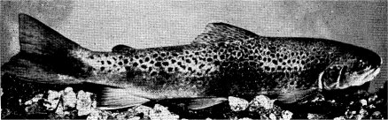 BROWN TROUT—Courtesy California Fish and Game