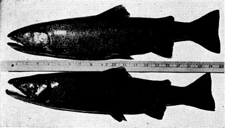 CUTTHROAT TROUT—Courtesy California Fish and Game