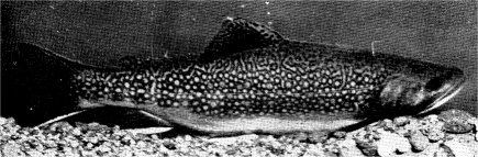 EASTERN BROOK TROUT—Courtesy California Fish and Game
