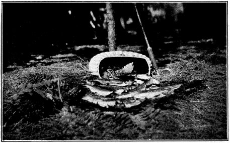 Fish basket with trout