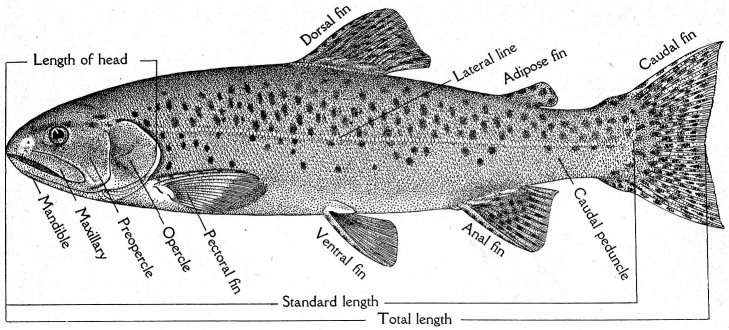 Drawing of a trout for use with identification key.—Courtesy Calif. Fish and Game