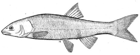 HARDHEAD—Drawn by Ranger Naturalist Martin R. Brittan from figure published by Girard