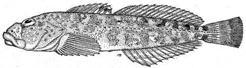 RIFFLE SCULPIN