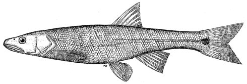 SACRAMENTO SQUAWFISH
