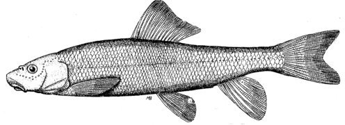 SACRAMENTO SUCKER