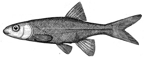 SIERRA CHUB-ROACH