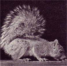 Squirrel