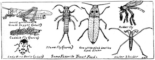 Some favorite trout foods