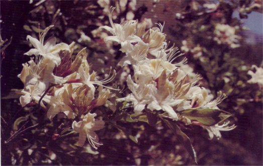 azalea