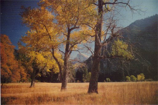 black cottonwoods in autumn