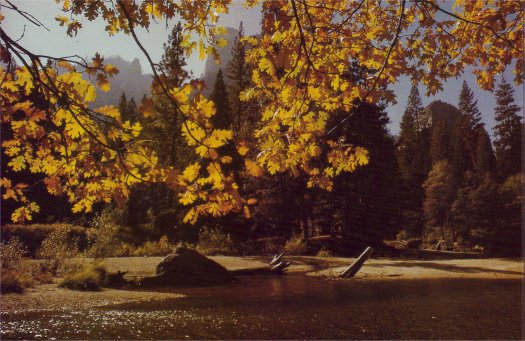 black oak leaves in autumn