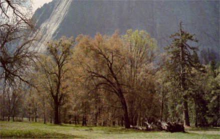 black oak in spring