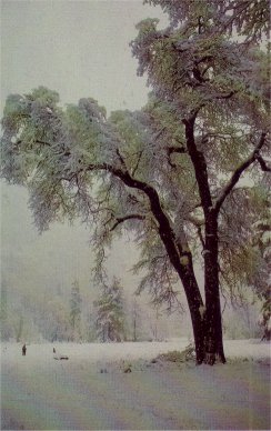 black oak in winter