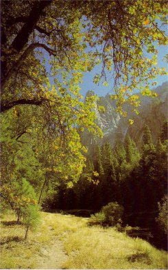 black oaks in autumn