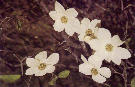 dogwood