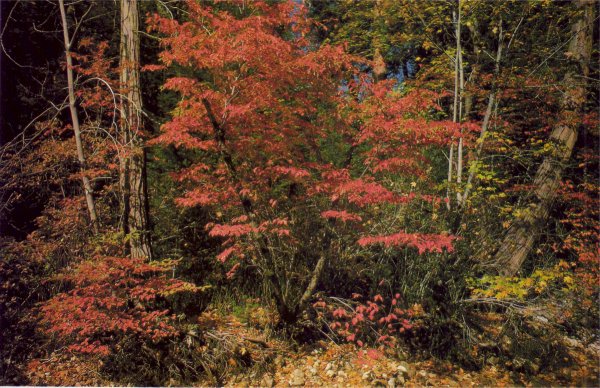 dogwood in autumn
