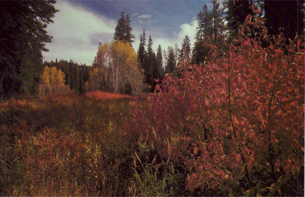 meadow in autumn