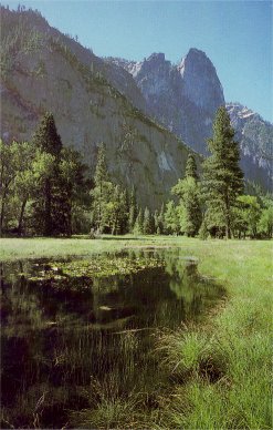 meadow marsh in spring