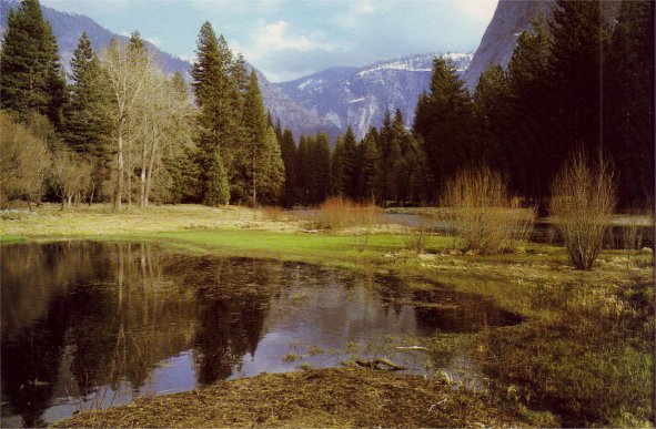 meadow in spring