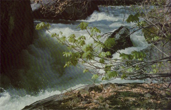 Merced River in spring