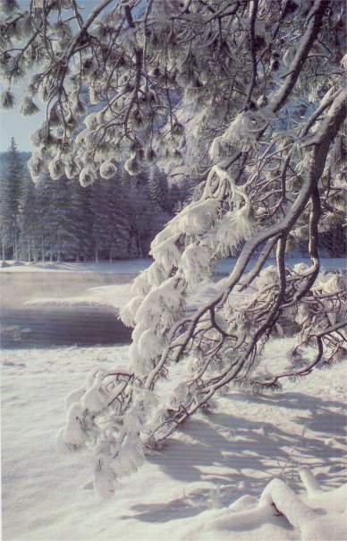 Ponderosa pine in winter