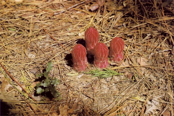 snow plant