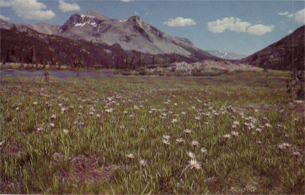 Tioga Pass meadow