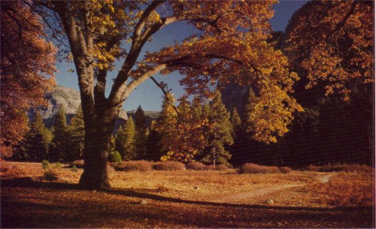 Yosemite valley oaks in autumn