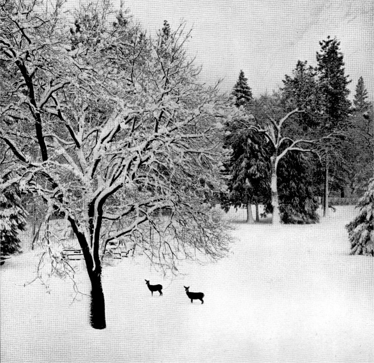 Pics Of Deer In Snow. In winter most of the deer