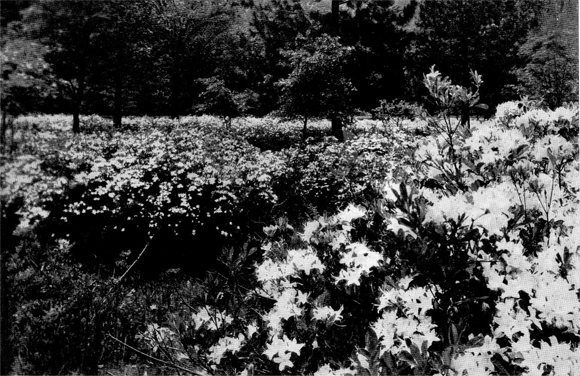 Ansel+adams+dogwood+blossoms